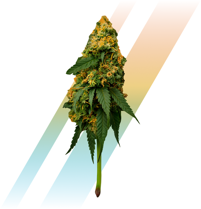 Bandeira