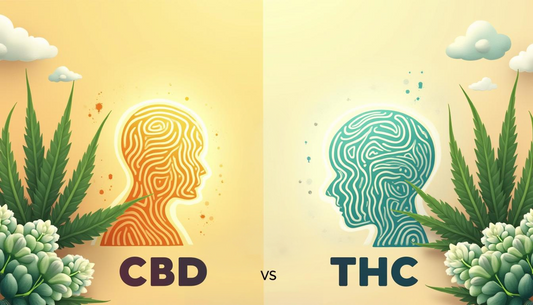 CBD vs THC: Como é que o CBD o pode ajudar a largar o vício do THC?