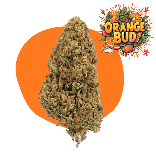 Orange Bud CBD
