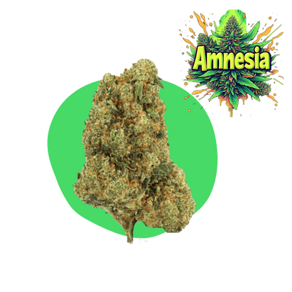 Amnesia CBD